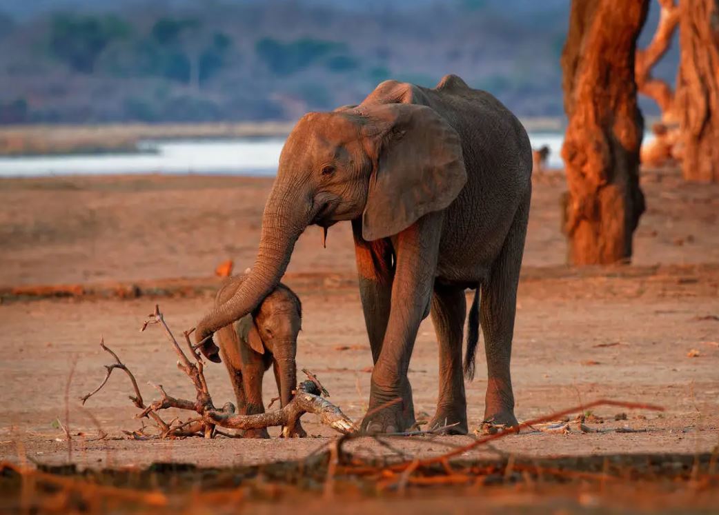 elephants-tanzanie-zanzibar-et-selous-la-rochelle-voyages