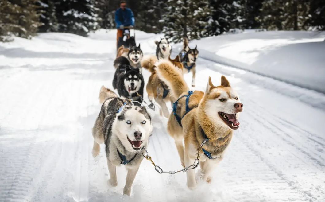 chien-de-traineaux-aventures-dans-le-grand-nord-canadien-la-rochelle-voyages
