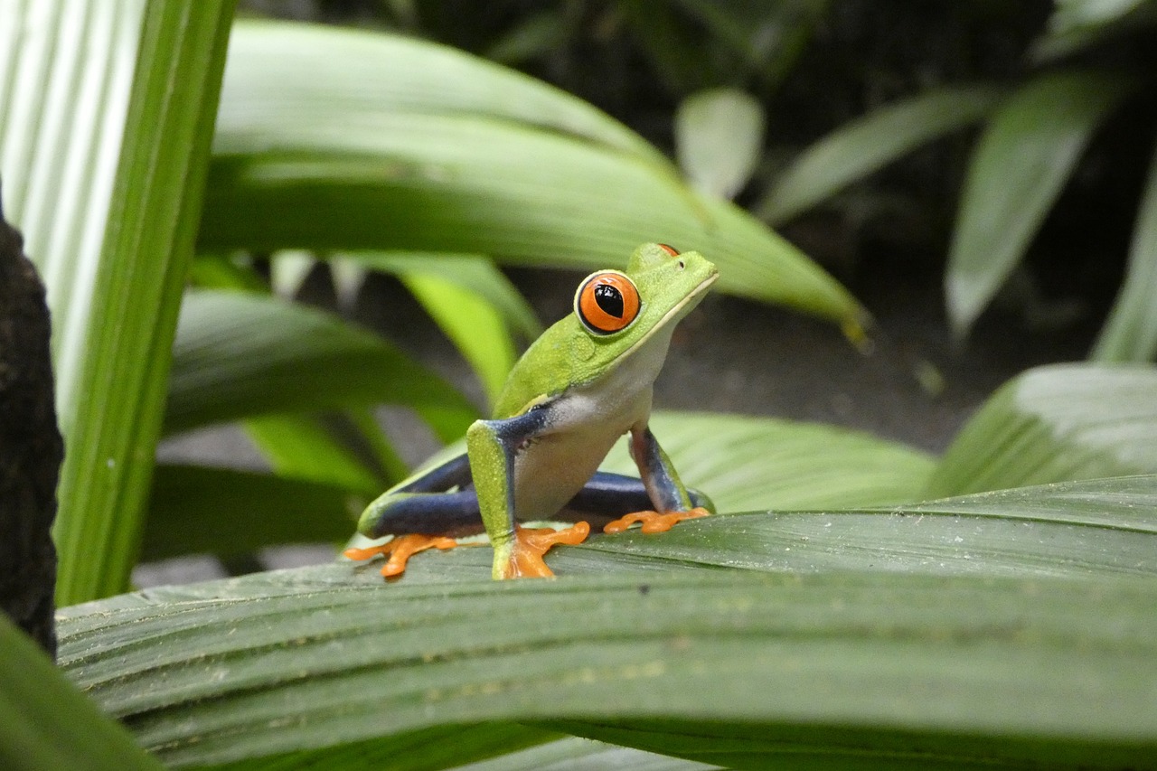 costa-rica-ou-la-nature-prend-vie-grenouille-la-rochelle-voyages