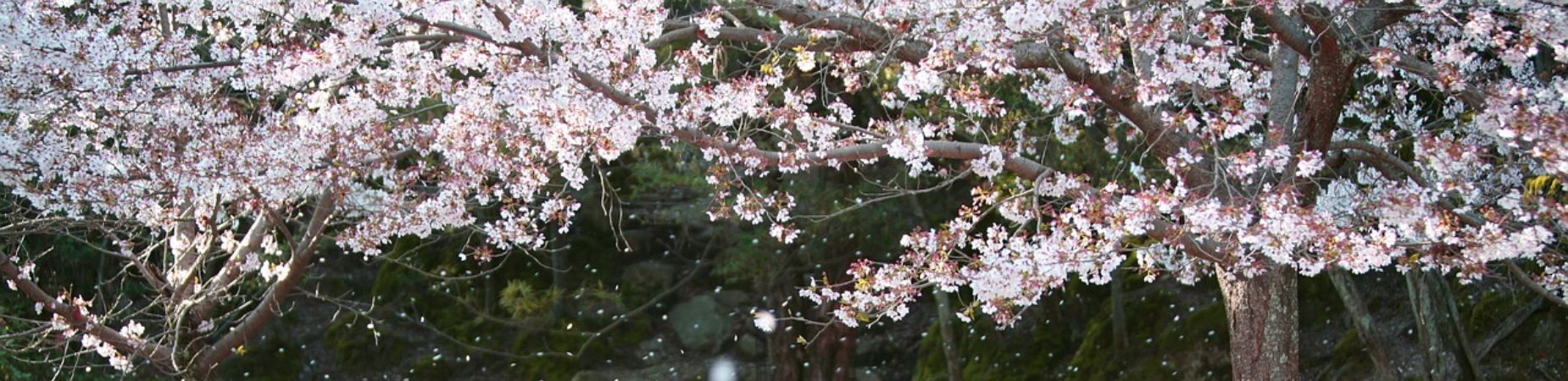 japon-fleur-de-cerisier-la-rochelle-voyages