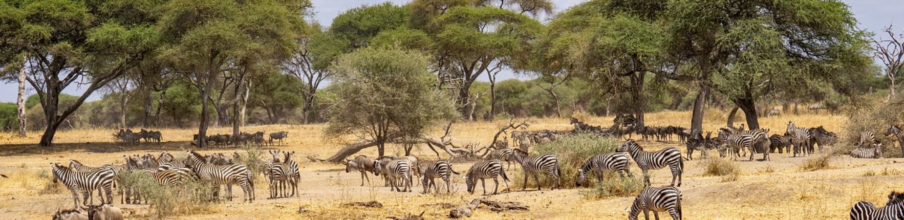 Laissez-vous surprendre par la beauté naturelle de la Tanzanie. La faune unique dans son environnement naturel, la diversité culturelle et les paysages époustouflants vous promettent un dépaysement total et inoubliable. Prolongez le plaisir sur les plages idylliques de Zanzibar !