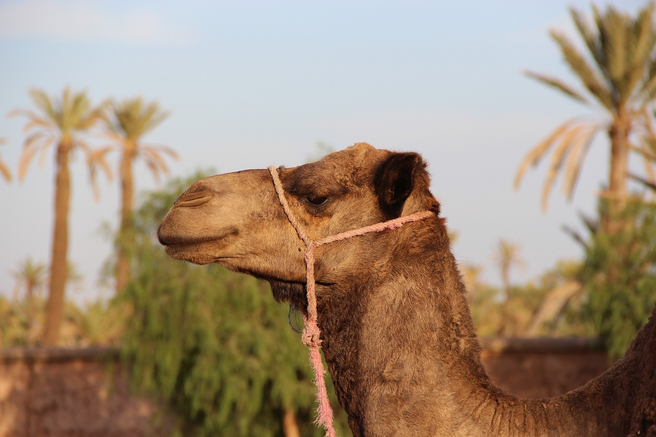camel-we-insolite-la-rochelle-voyages
