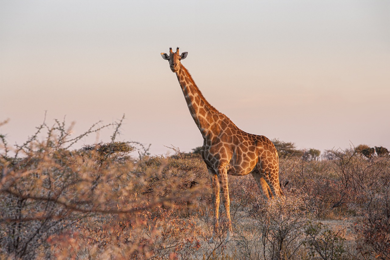 Namibie-girafe-rochelle-voyages