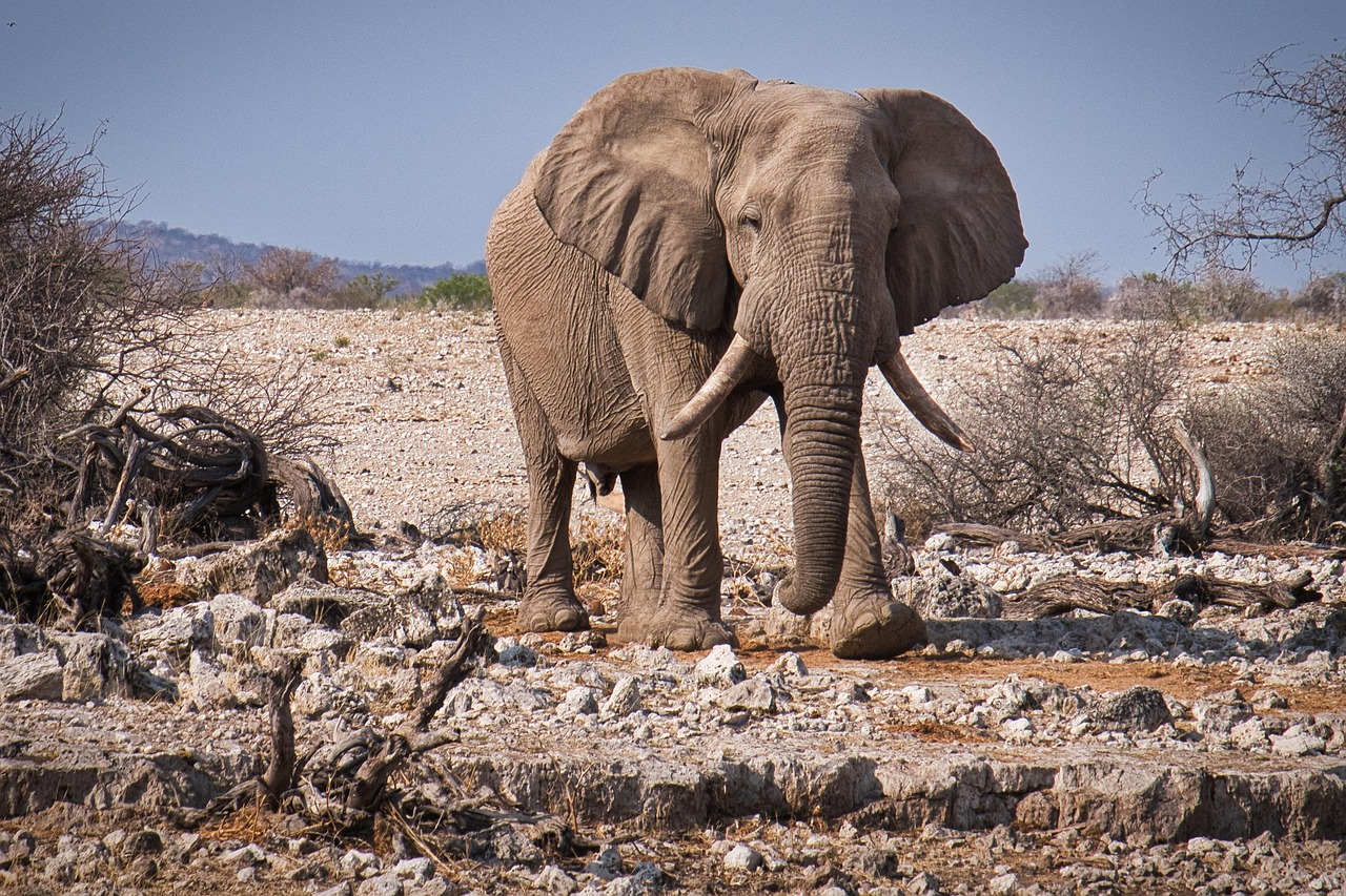 circuit-magnetique-namibi-elephant-la-rochelle-voyages