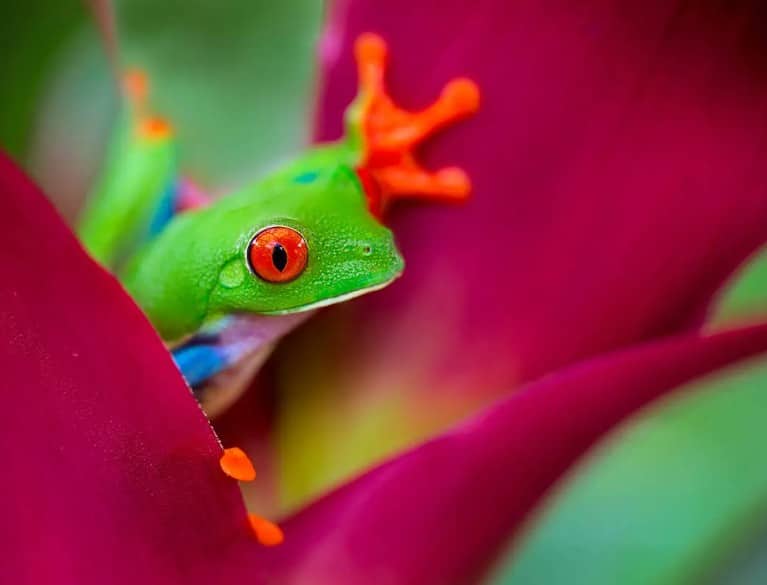 grenouille-costa-rica-la-rcohelle-voyages