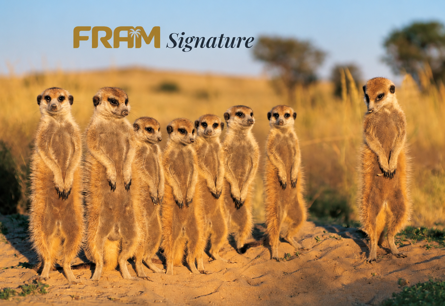 suricates-fram-signature